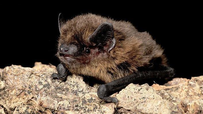 A common pipistrelle bat.