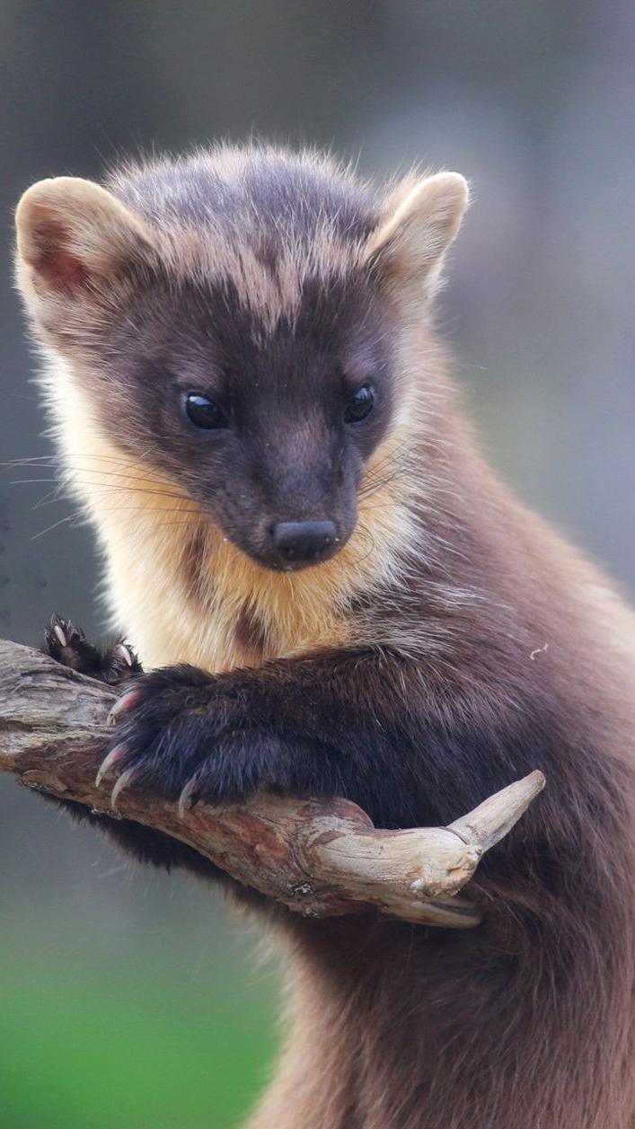 Pine marten