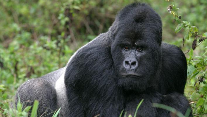 a silverback gorilla standing in lots of greenery