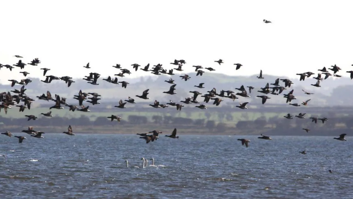 A flock of light-bellied geese fly low across the water 