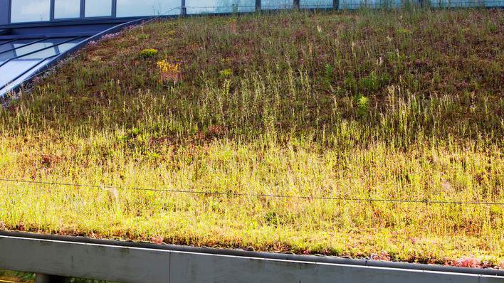 Living roof on top of a building