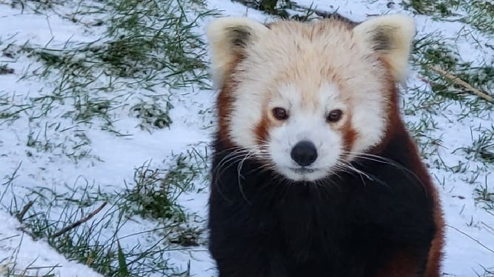 A red panda looking at the camera, they are sat on snowy grass