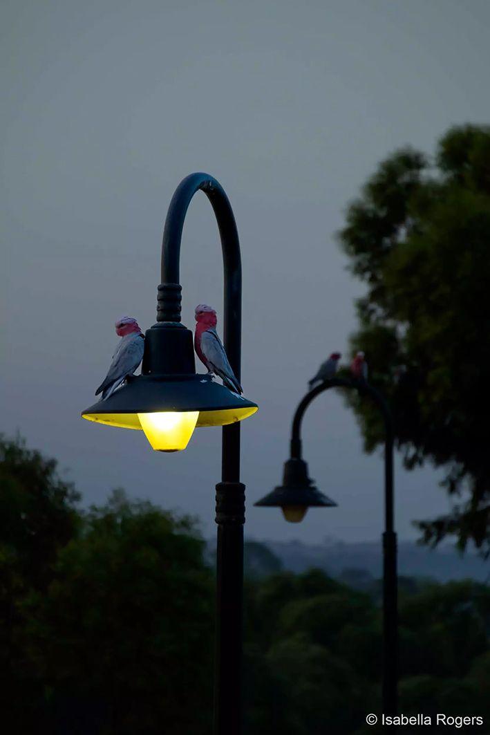 Two birds on a lamppost at dusk