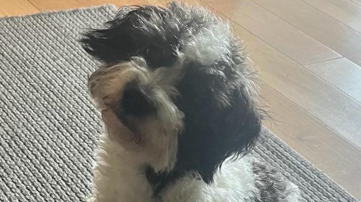 Nellie the dog sitting on a carpet and looking up