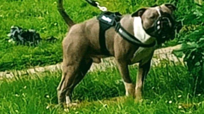 Brown and white American Bulldog wearing a muzzle, on a lead and harness, standing on green garden grass. 