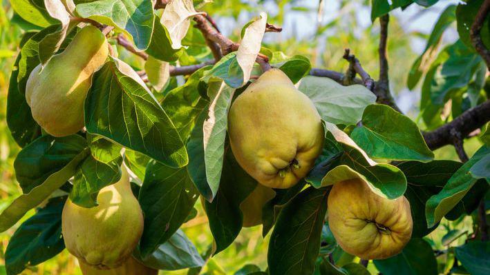 Quince growing on a tree.