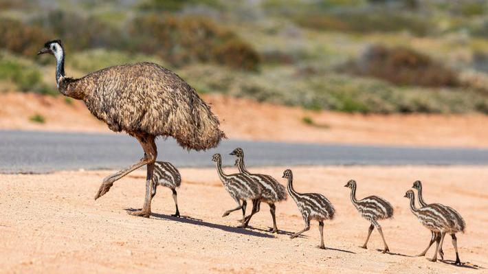 Emu with her chicks.