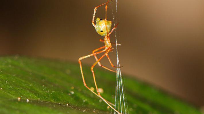 A close-up image of the 'ballista' spider weaving a cone-shaped trap of silk lines