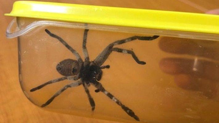 A Hunstman spider, with grey and brown legs, in a plastic container with a yellow lid