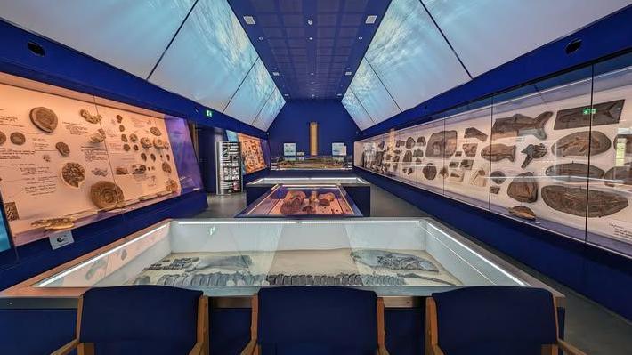 Museum gallery displaying fossils in cabinets along both walls in within large islands down the middle of the room.