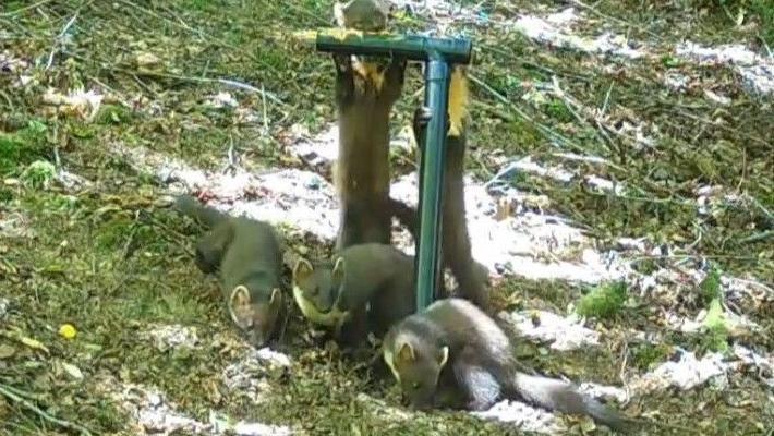 Pine martens are gathering around a green pole on a hill.