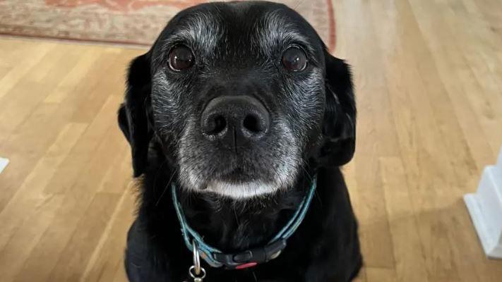 Black dog looking up at camera with a collar on. 