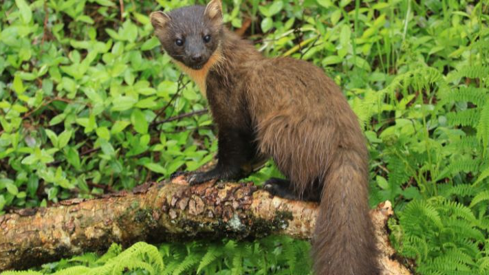 A pine marten sits on a branch in a forest in the Scottish Highlands in 2022.