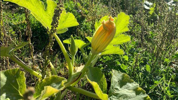 Close up of a pumpkin plant which has not germinated