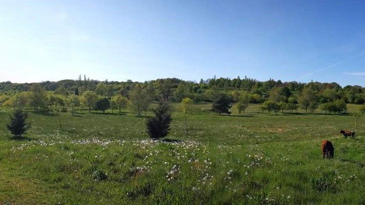 Meadow land with trees and cows grazing, seen on a sunny day.