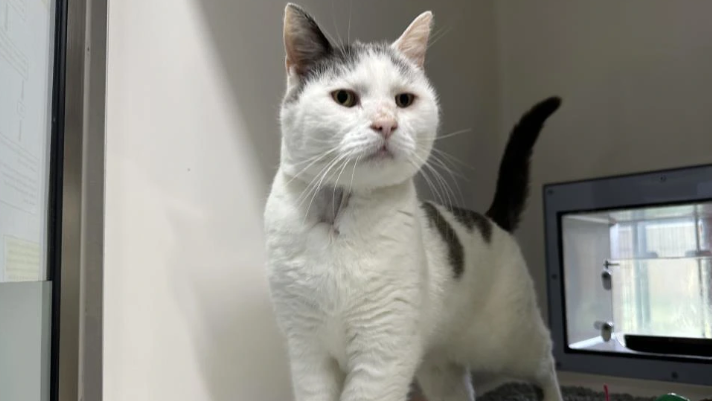 Teddy Ruxpin, a white tabby, standing and looking at the camera at the Cats Protection home in East Sussex.