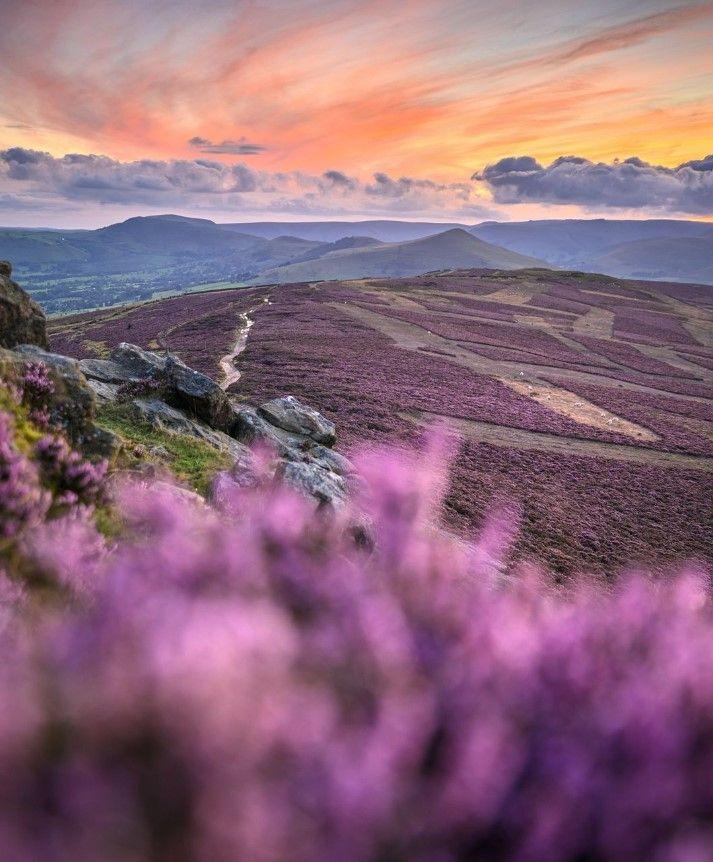 A photograph of rolling hills covered in purple heather in the Peak District, Derbyshire