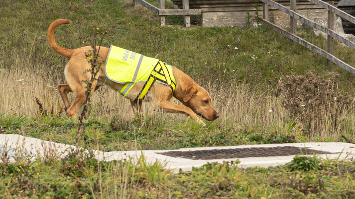 Bracken the golden Labrador with its nose to the ground, sniffing a trail on a grassy area. It is wearing a yellow hi-vis jacket.