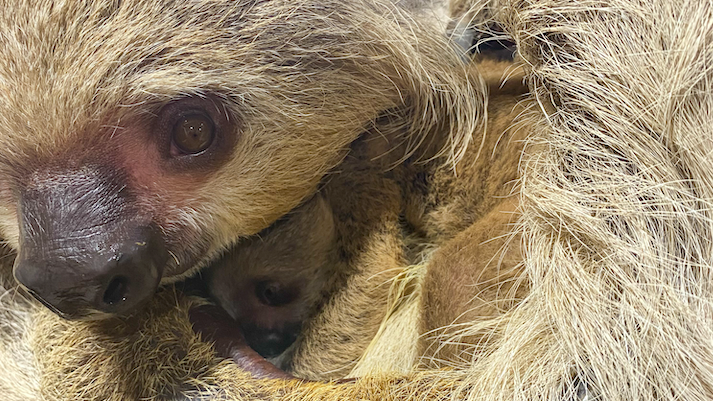 A close-up of a sloth holding onto its baby in its arms.