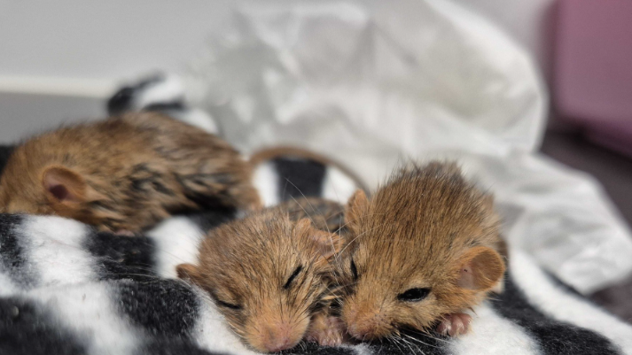 Three dormice sleeping in a blanket