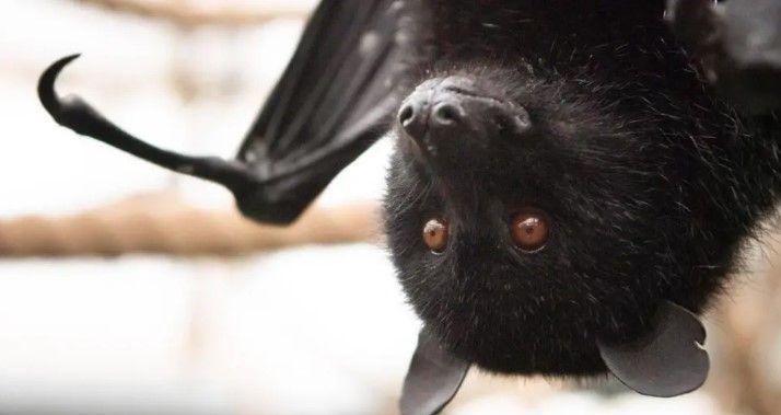 A black bat with small brown eyes and small black ears hanging upside down inside an enclosure