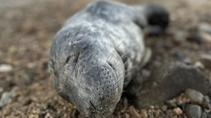 A picture of Rocky when he was found. He is lying on gravel with his eyes closed, looking emaciated.