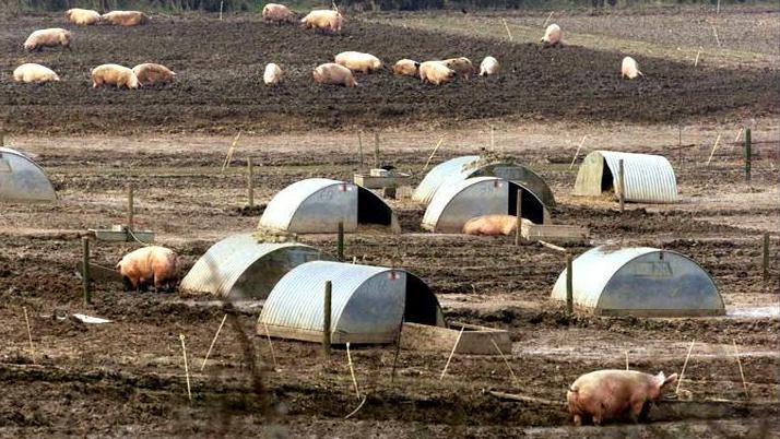 Pigs in a field