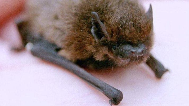 Pipistrelle bat