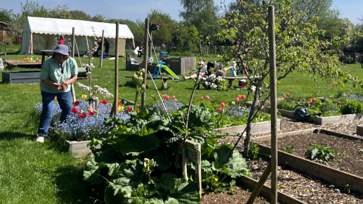 A woman in a turquoise top and jeans stands in a flower bed. There are allotment areas and flower beds around her.