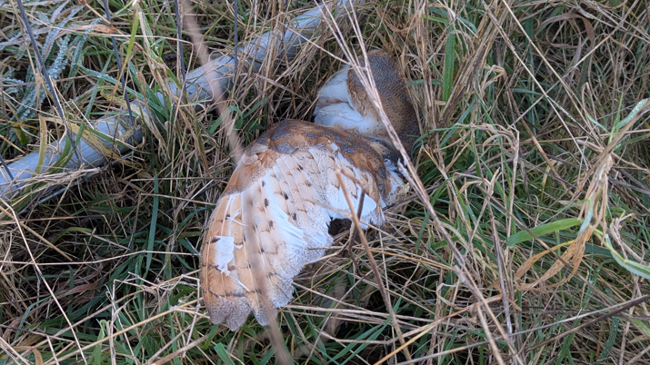 A motionless owl on the ground in a field