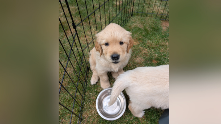 Two golden retriever puppies in an outside enclosure. One of them is looking up. Only the tail and the back of the other is visible. There is an empty dog bowl in front of them.