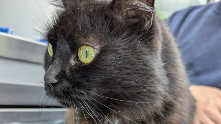 Lady Dorothy, a long haired black cat, sits on a lap and looks to the side of the camera.