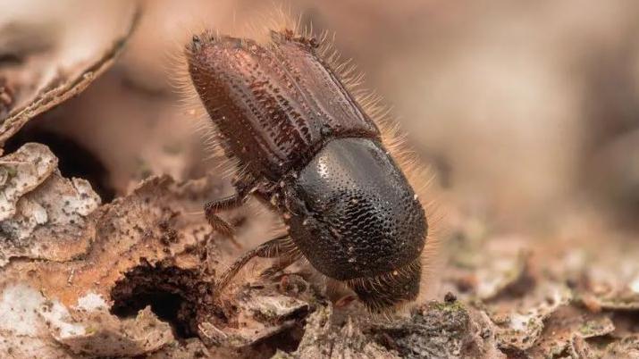 An eight toothed spruce bark beetle