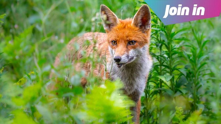 Picture of a red fox hiding itself in grassy field.