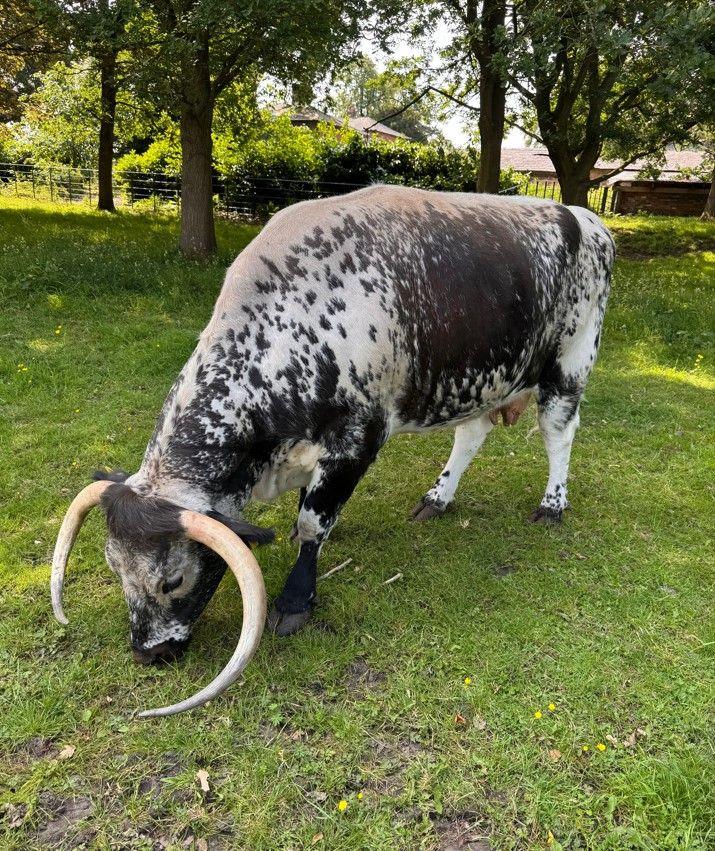 A black and white Longhorn cow bends down to eat grass in a shaded pasture. A group of trees behind her disguise a cluster of buildings even further back. The cow is side on to the camera with a clear view of her face and long curved horns.