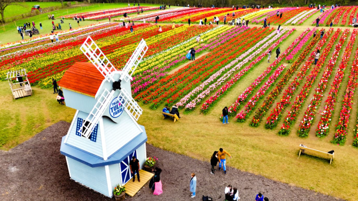 Rows of different colours of tulips next to a white wooden windmill, with people walking in between the flowers