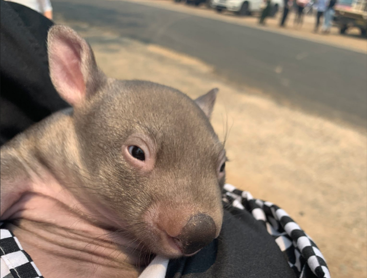 wombat-in-a-blanket