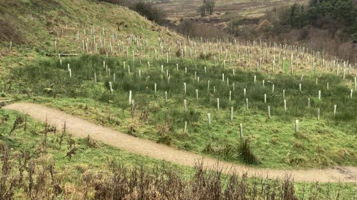 Stock images of row and rows of newly planted trees.