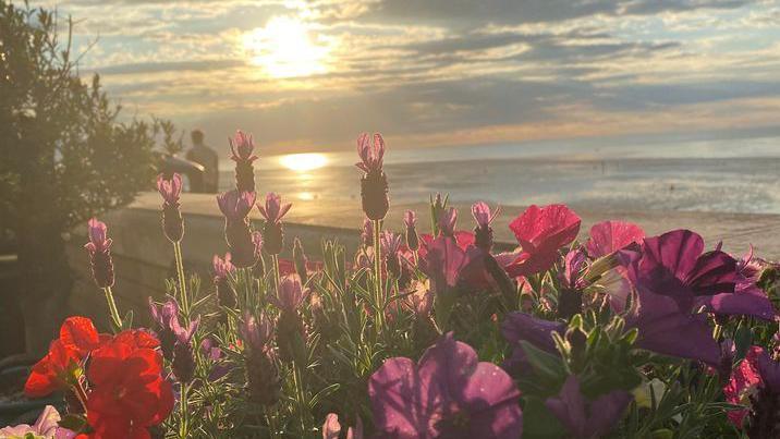 Flowers above a beach. Sun shinning over the sea.