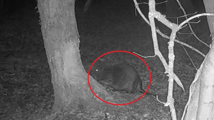 An infrared image at night of a beaver at the foot of a tree