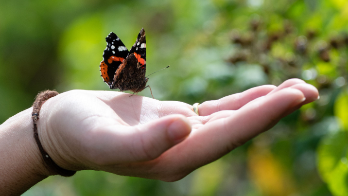Close up photograph red admiral butterfly sitting on someone's hand.