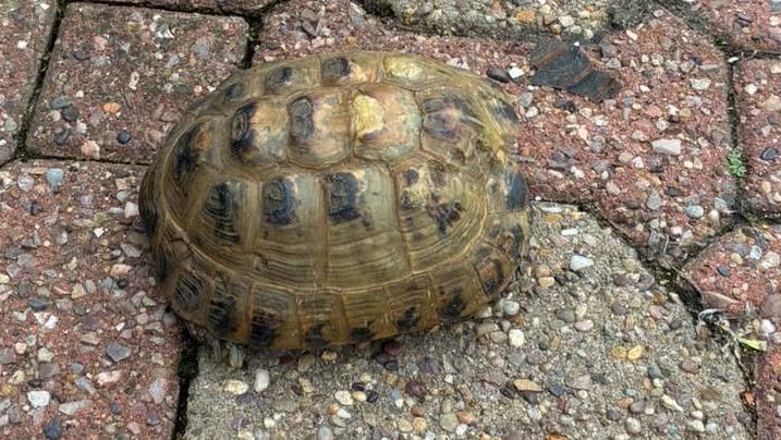 A green shelled tortoise on red and grey paving slabs.