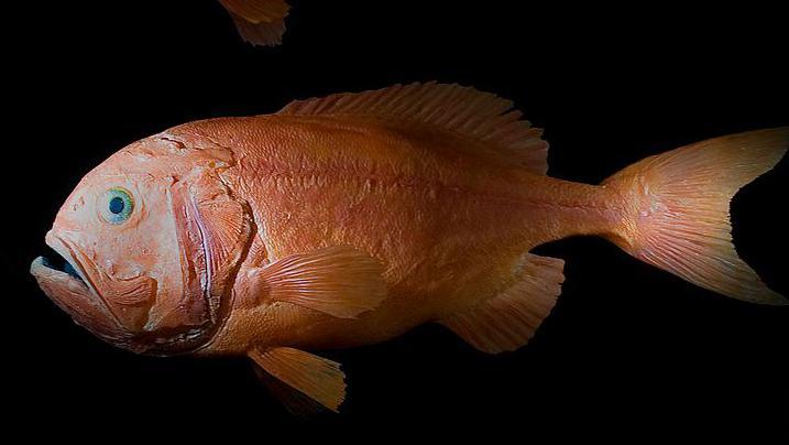 A museum employee looks at models of Orange Roughy fishes 