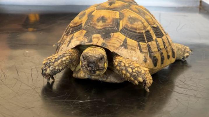 The tortoise sat on a black table looking at the camera with his two front arms touching the table with his claws. He has tones of brown, black and yellow on his body and shell in different shapes.