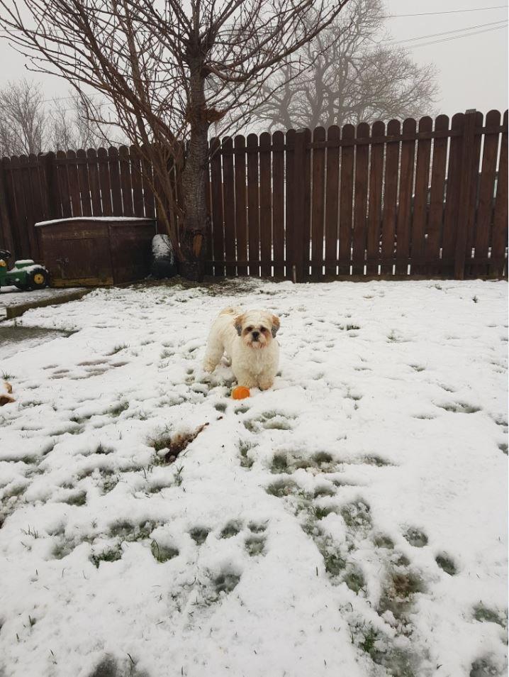 Dog in snow