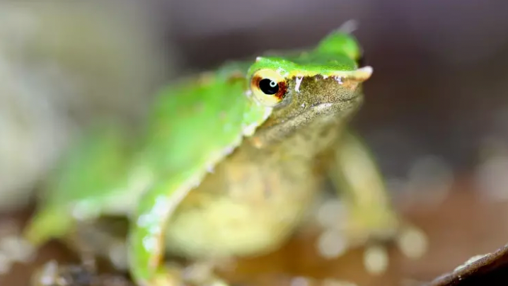 Endangered Darwin's frog