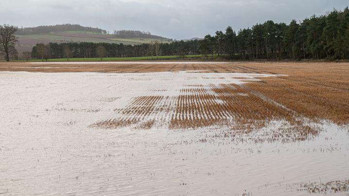 flooded field