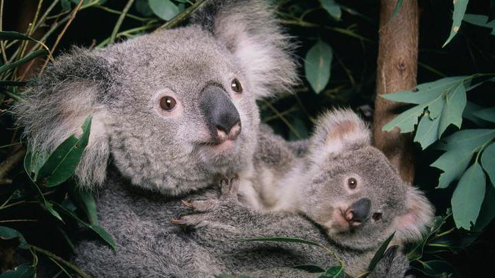 koalas in a tree