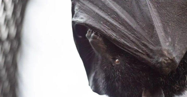 A black bat hanging upside down with one brown eye showing. Most of its body is obscured by its folded wing
