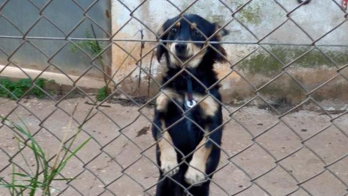 Rico is standing up on two legs behind a wire fence at a pound in Portugal. There is a corner of a building behind him. 